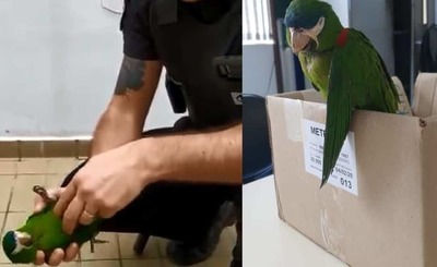 Un guardia reanima con un masaje cardíaco a un loro electrocutado en Brasil