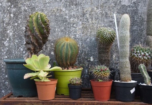 Cactus y suculentas - Edicion Impresa - ABC Color