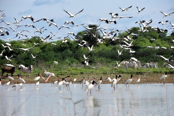 La actividad humana aumentará el riesgo para 1.700 especies animales en 2070 - Ciencia - ABC Color