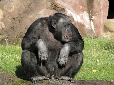 El ser humano altera gravemente el comportamiento de los chimpancés salvajes - Ciencia - ABC Color