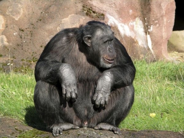 El ser humano altera gravemente el comportamiento de los chimpancés salvajes - Ciencia - ABC Color