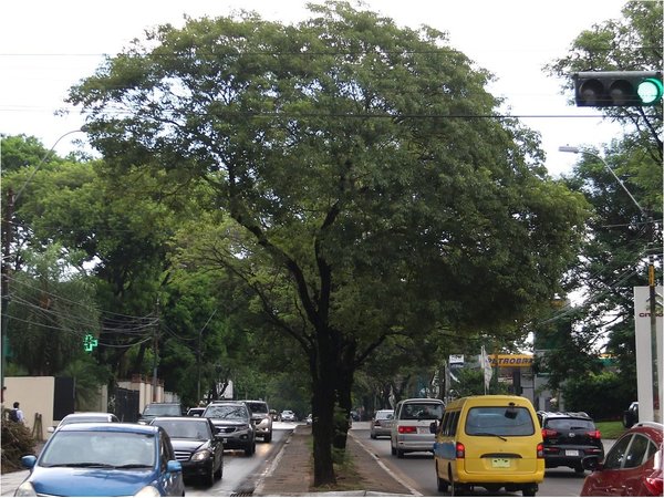 Asunción, primera capital verde de Iberoamérica, quiere censar su arbolada