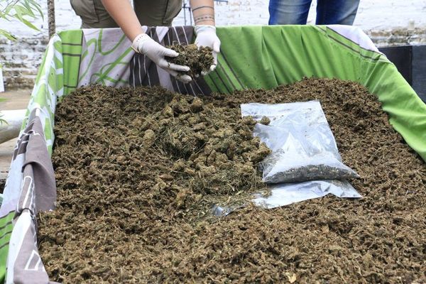 Desactivan principal foco de venta de marihuana en Central