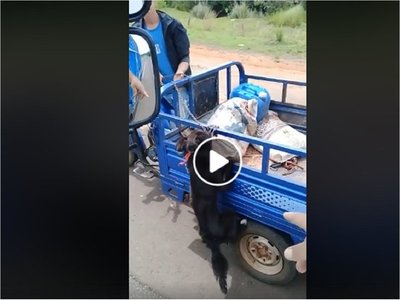 Salvó a perro que viajaba colgado del cuello en un motocarro
