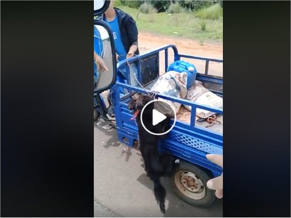 Salvó a perro que viajaba colgado del cuello en un motocarro