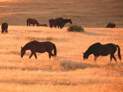 Los caballos salvajes del desierto de Namibia, al borde de la desaparición