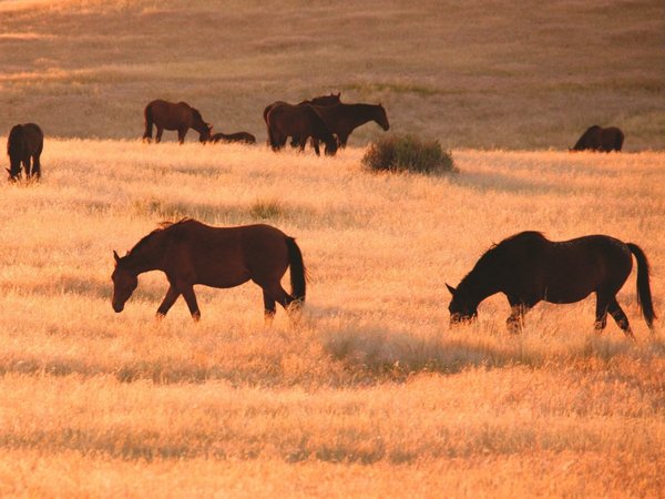 Los caballos salvajes del desierto de Namibia, al borde de la desaparición