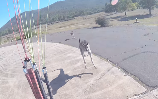 Aterrizó y se moqueteó con un canguro
