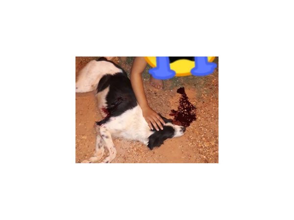 El perrito héroe que murió por su dueña