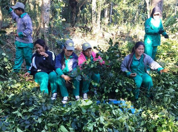 Indígenas de Canindeyú exportarán 15 toneladas de yerba mate | .::Agencia IP::.