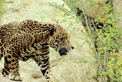Jaguar ataca a mujer que saltó la valla en zoo de EEUU para hacerse una selfi » Ñanduti