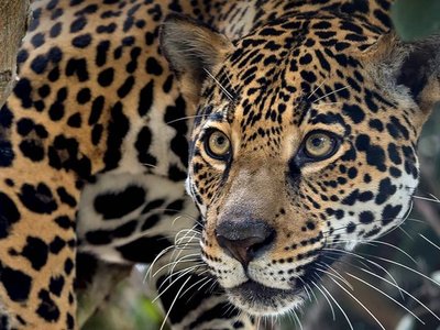 Jaguar ataca a mujer que saltó la valla en zoo para hacerse una selfi