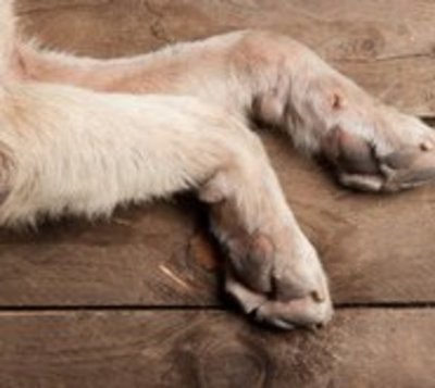 Perro evitó con su vida el robo de una motocicleta en Concepción - Paraguay.com