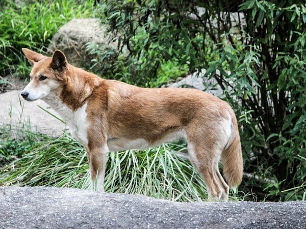 El dingo es una especie única de Australia, según un estudio