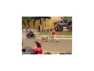 Chancho cae tras una impresionante persecución