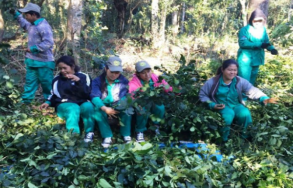 Indígenas de Canindeyú exportarán más de 15 toneladas de yerba mate - Radio 1000 AM