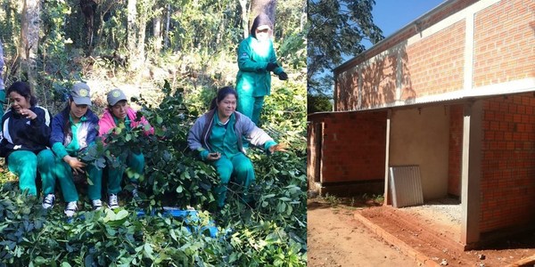 INDÍGENAS DE CANINDEYÚ EXPORTARÁN 15 TONELADAS DE YERBA MATE