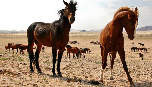 Los caballos salvajes del desierto de Namibia, al borde de la desaparición » Ñanduti