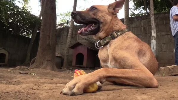 Un refugio particular para animales abandonados cambia moldes en Nicaragua » Ñanduti