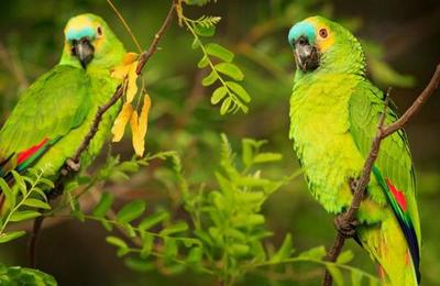 Preocupación en India por loros adictos al opio - C9N