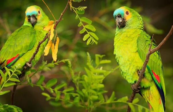 Preocupación en India por loros adictos al opio - C9N