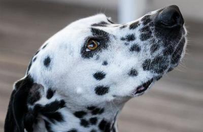 Perro héroe: dálmata da la vida para salvar a su familia de una cobra venenosa - C9N