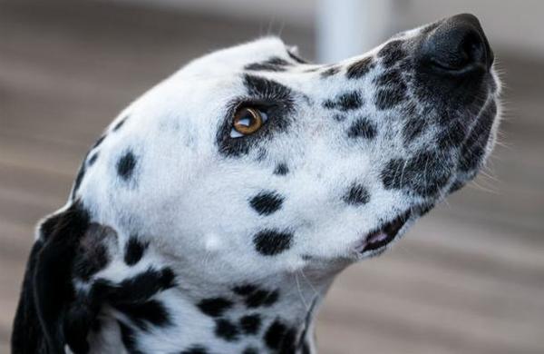 Perro héroe: dálmata da la vida para salvar a su familia de una cobra venenosa - C9N