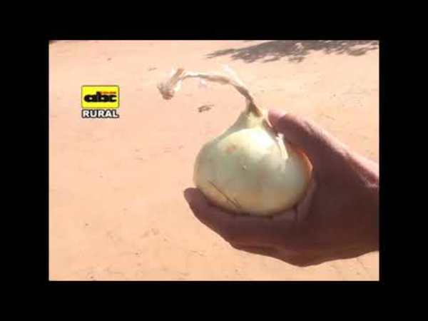Programa ABC Rural Tv 872 - Edicion Impresa - ABC Color