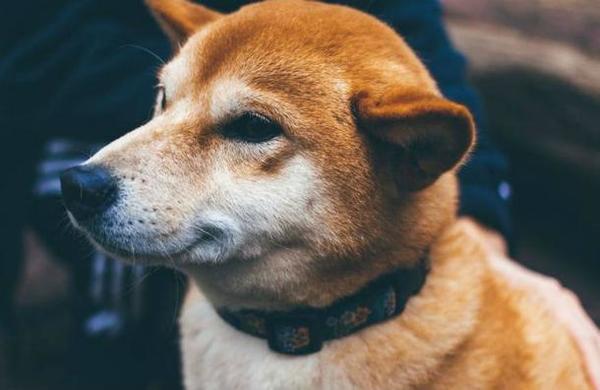 El tierno perro que se hizo famoso por perseguir al auto de Google y aparecer en Street View - C9N