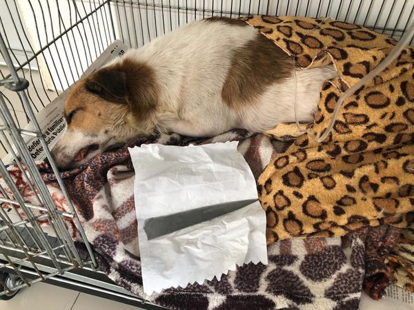 Perro acuchillado tenía la hoja del cuchillo de más de 10 cm en su interior » Ñanduti