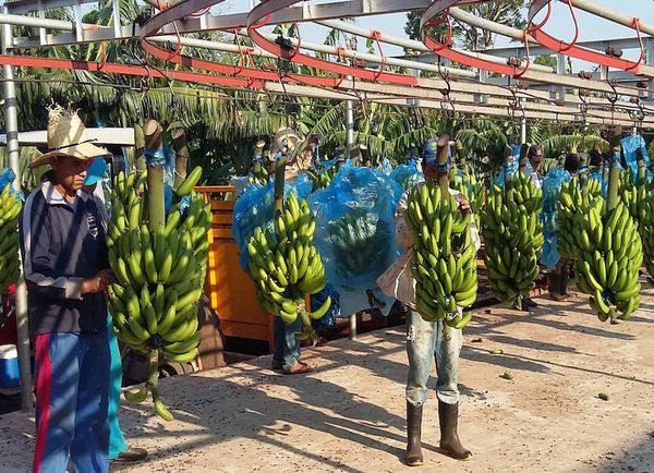 Destinarán créditos para cultivos frutihortícolas