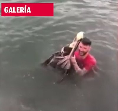 Maltrató a ave protegida