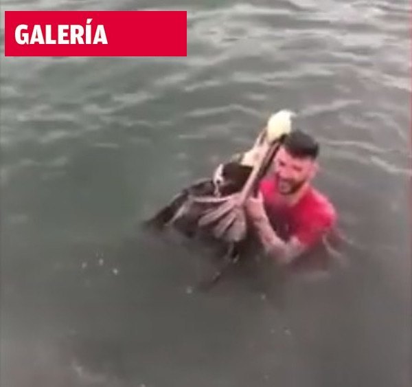 Maltrató a ave protegida