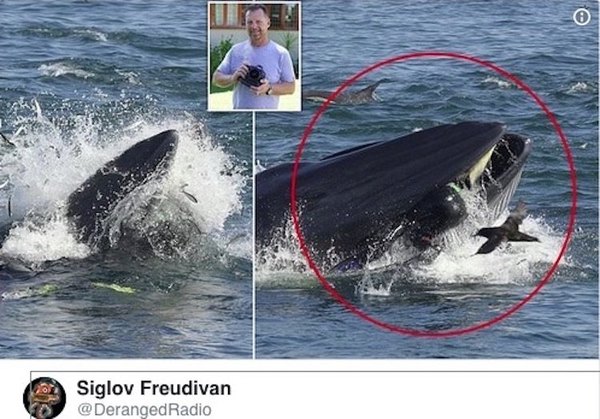 Una ballena se tragó a un buzo y upéi ¡lo escupió!