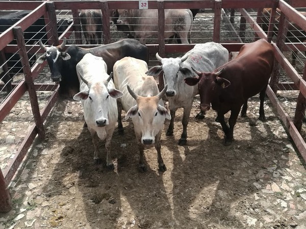 Sector productivo buscará soluciones que apunten a la sustentabilidad de la carne en el Chaco