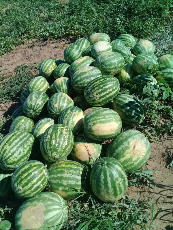 Cosechan sandía de excelente calidad en Paraguarí - ADN Paraguayo