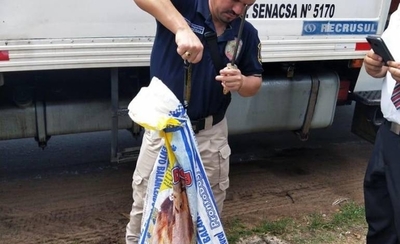 HOY / VIDEO| En camión frigorífico en marcha robaban carne: todo iba perfecto, hasta que algo pasó...