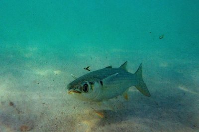 Un 31% del pescado mexicano no se corresponde con el nombre de la etiqueta - Internacionales - ABC Color