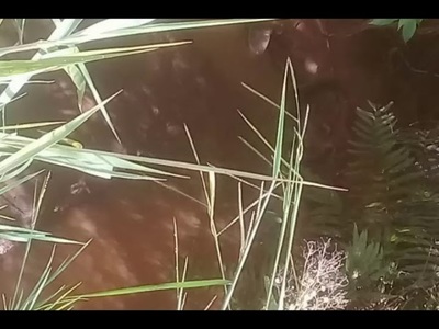 ENCUENTRAN CADÁVER DE UN HOMBRE EN ARROYO DE TOMAS ROMERO PEREIRA