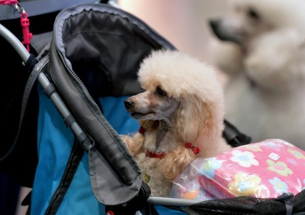 Cuando las mascotas sufren en silencio el excesivo amor de sus dueños - Mascotas - ABC Color