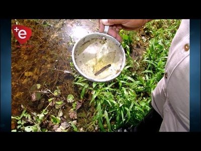 ALTO INDICE DE INFESTACIÓN LARVARIA EN ENCARNACIÓN