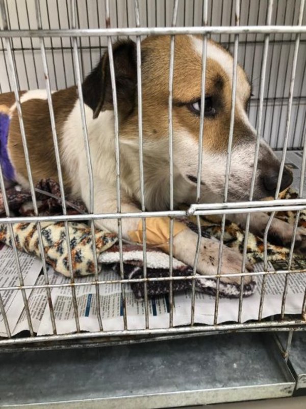 Crueldad animal: apuñalaron a un perro - Nacionales - ABC Color