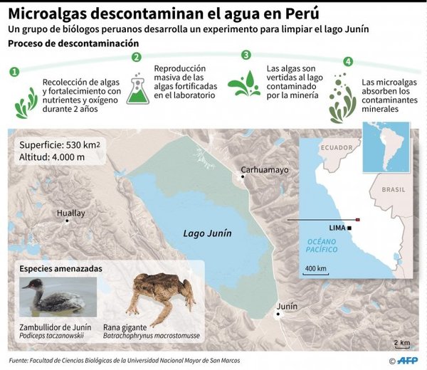 Microalgas ayudarían a descontaminar lagos de Perú - Internacionales - ABC Color