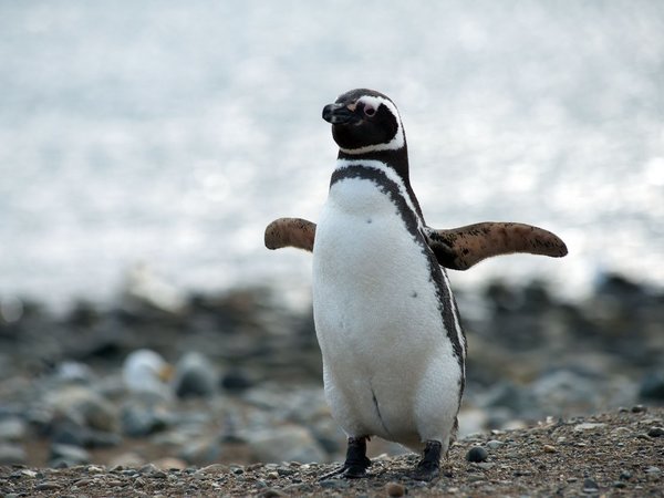 Más de 100 pingüinos mueren en las costas de Uruguay