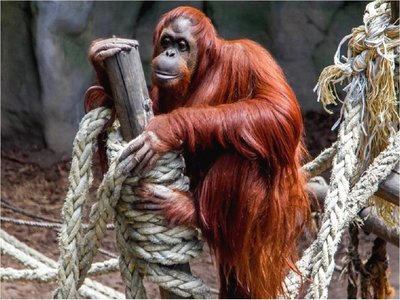 La orangutana Sandra dejará Argentina para vivir en un santuario