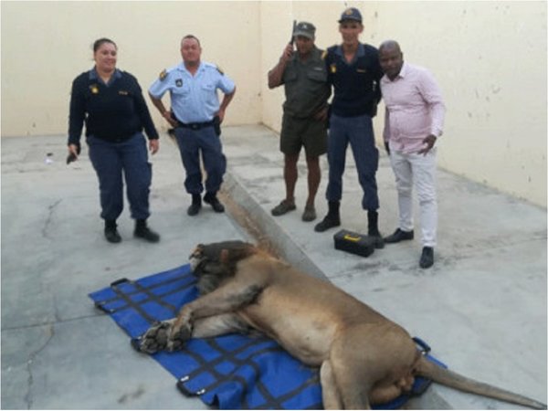 Un león pasa la noche en una celda de Sudáfrica