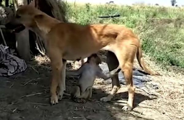 Perra adopta a un mono huérfano, lo amamanta y lo cuida como si fuera su cachorro - C9N