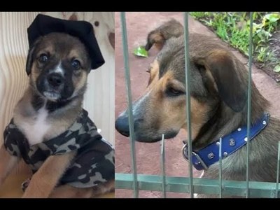 MAX, EL AGENTE LINCE ABANDONADO