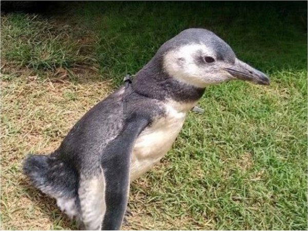 Familia tenía de mascota a un pingüino de Magallanes