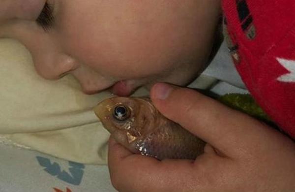 Georgia: Niño quería dormir con su pez y lo mató sin querer